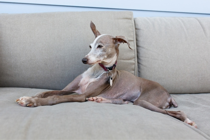 grey small italian greyhound on couch