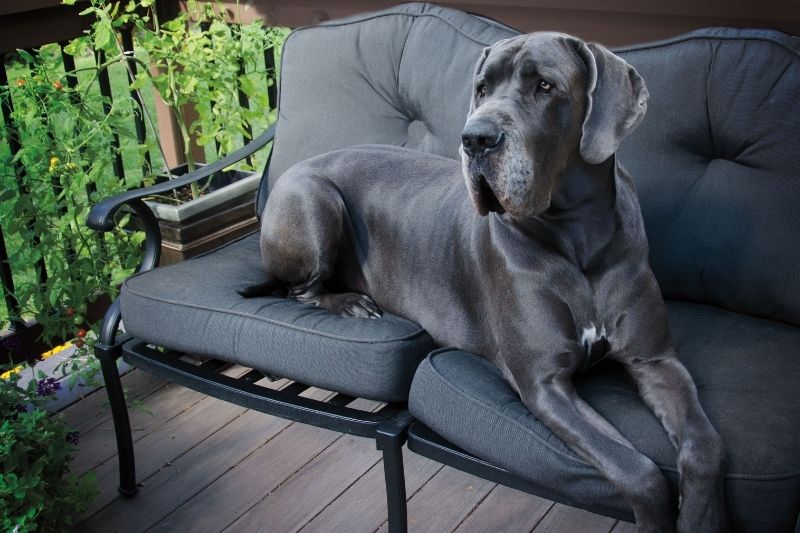 gros chien gris