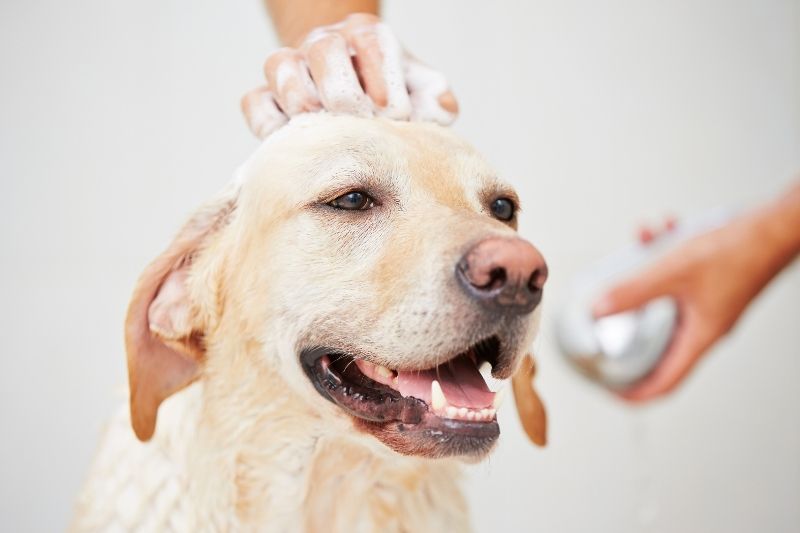 How and when to bathe your dog? All the steps to follow.