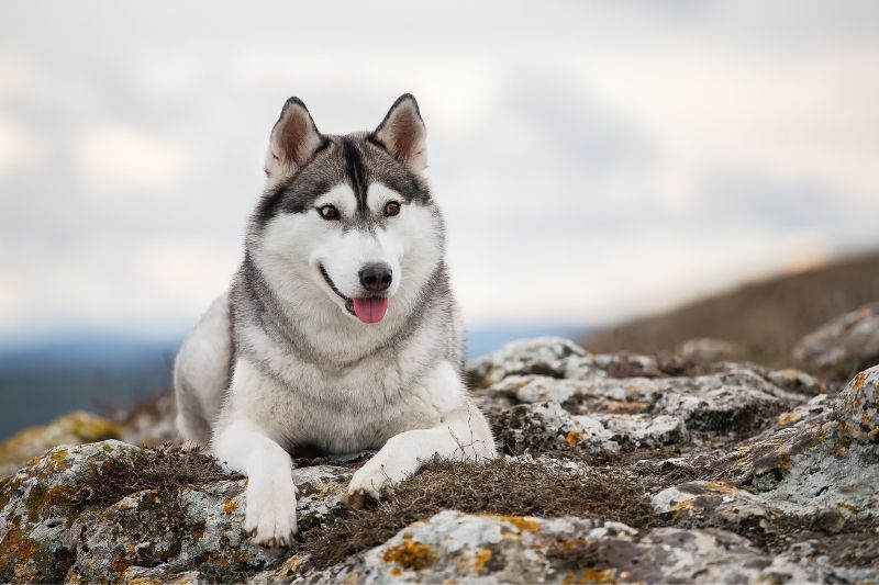 husky gris