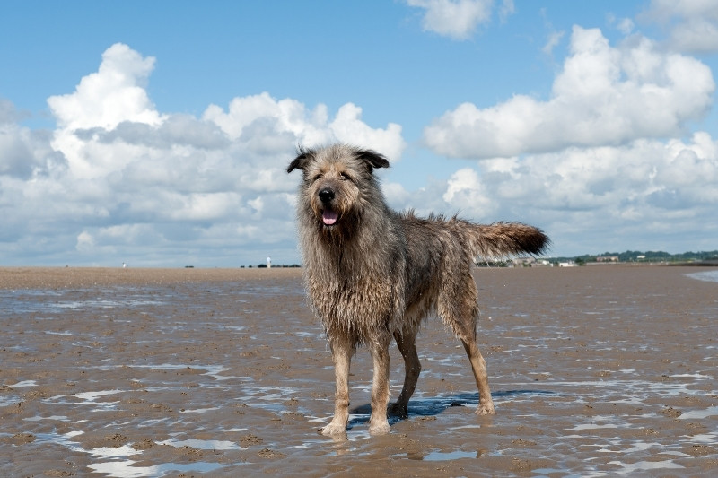 irish wolfhound on a beach