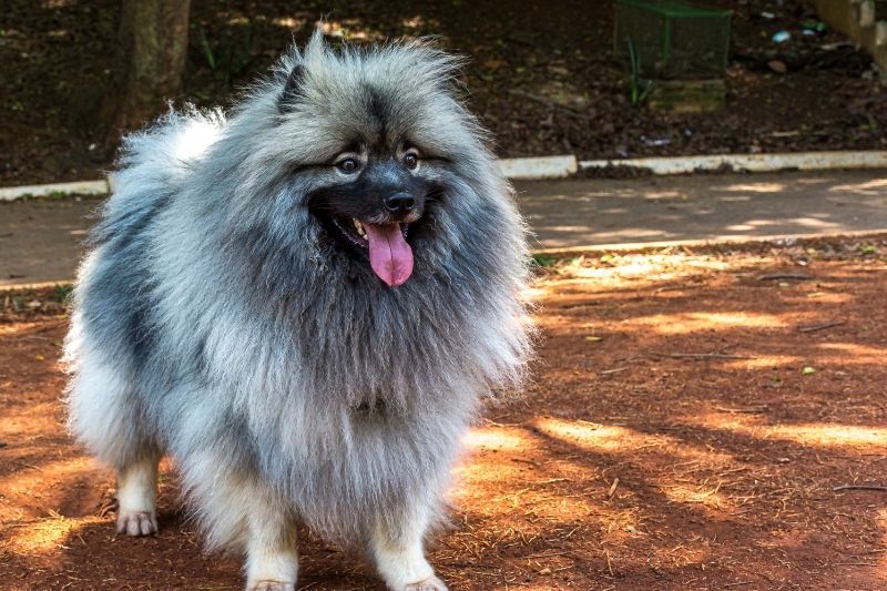 keeshond pelage gris