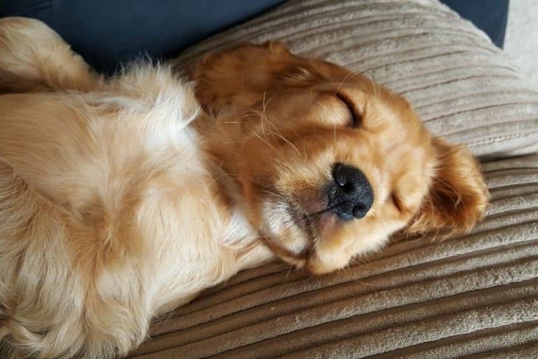 De quoi les chiens rêvent-ils ?