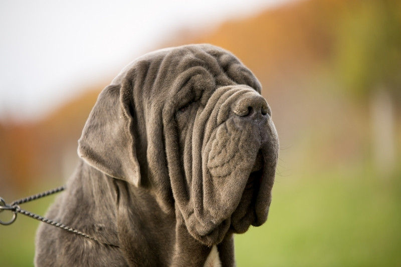 neapolitan mastiff portrait