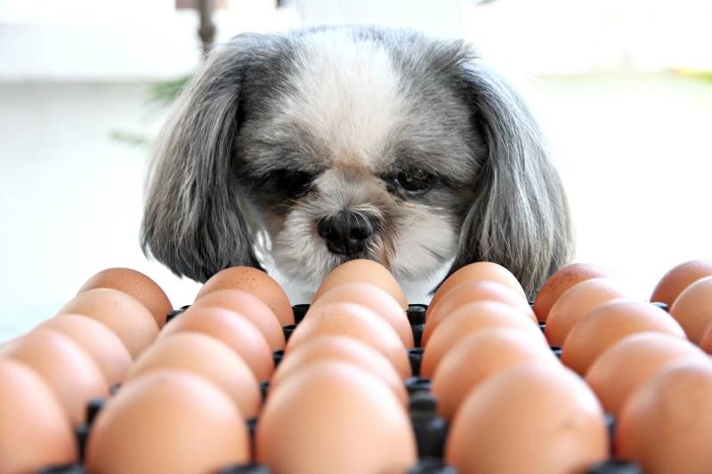 ¿Le puedo dar huevos crudos a mi perro?