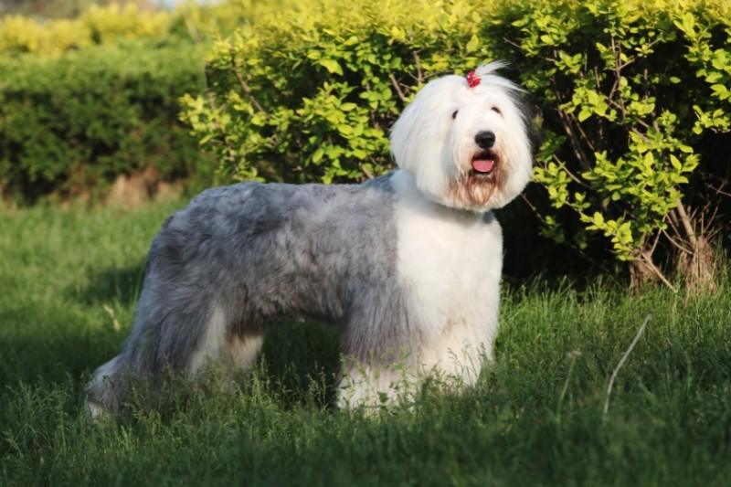 old english sheepdog side view