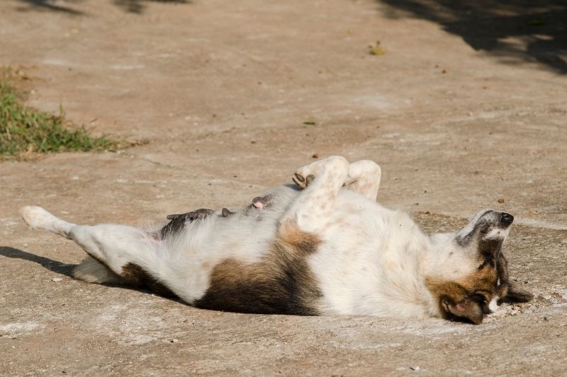 perro duerme sobre su espalda