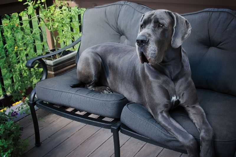 perro gris ojos azules