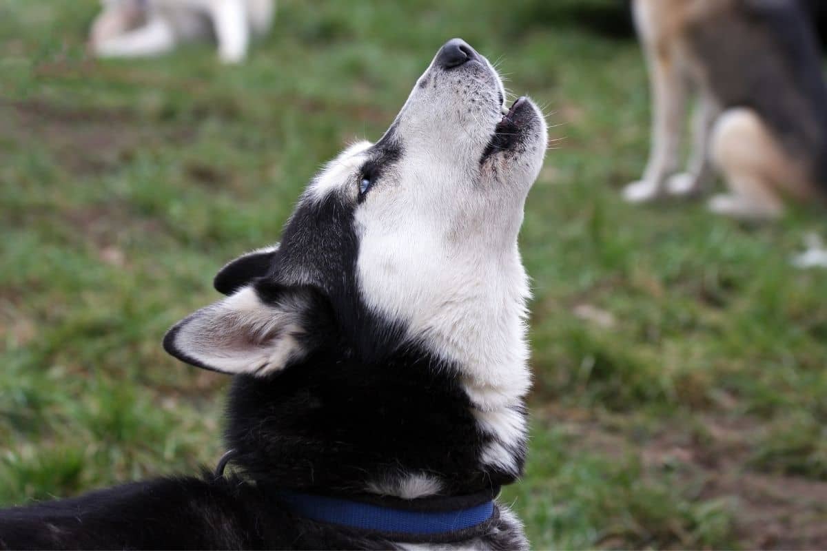 perro que aulla cuando escucha musica