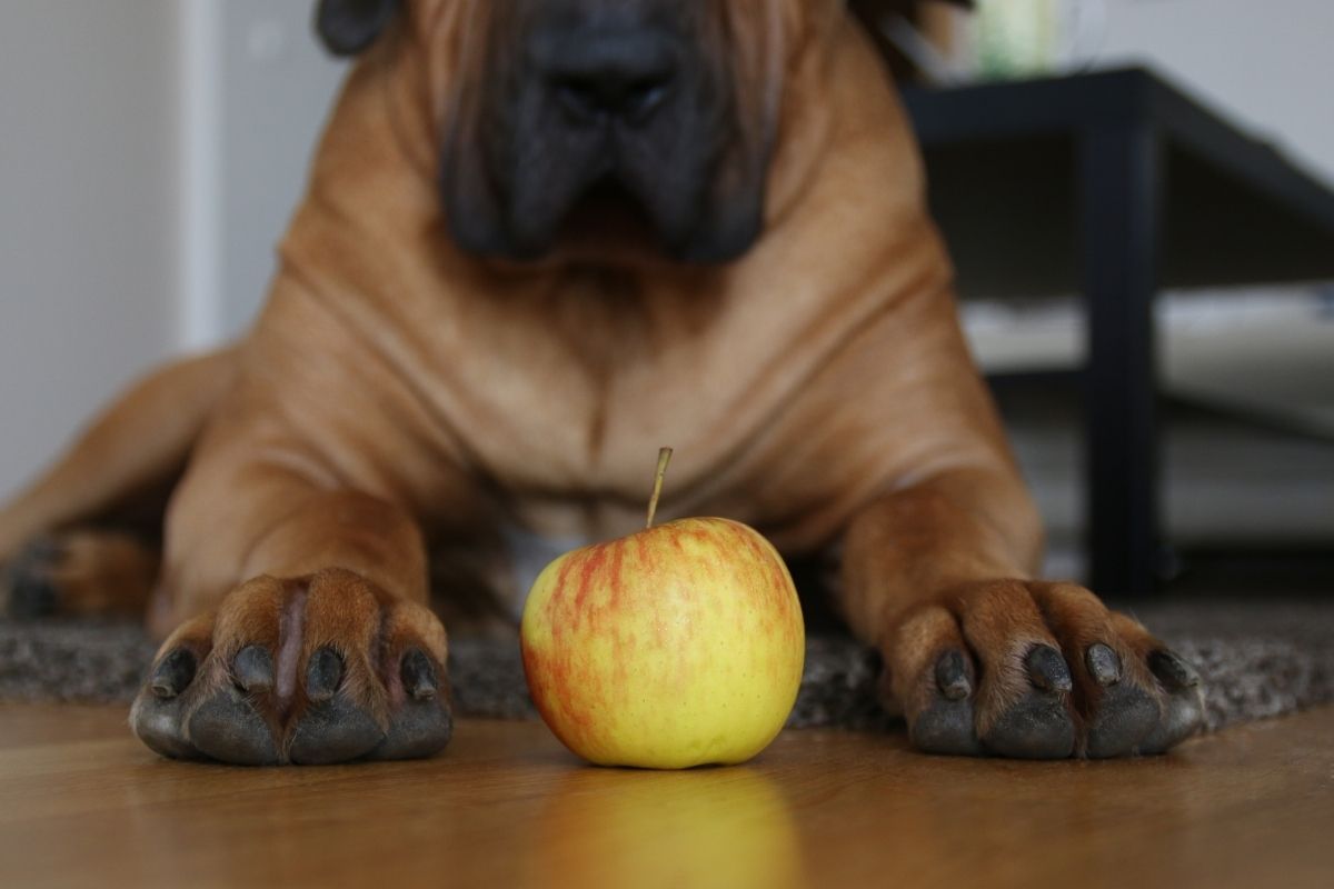 manzana para perros
