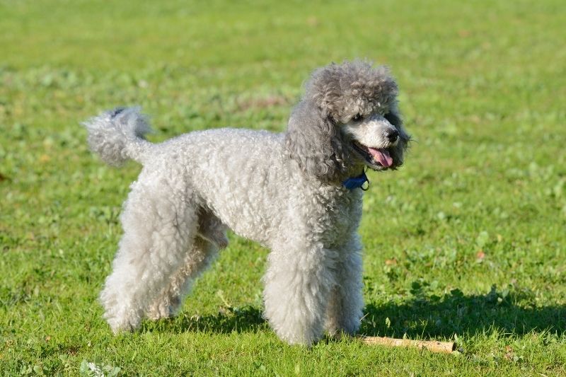 poodle small grey dog breeds