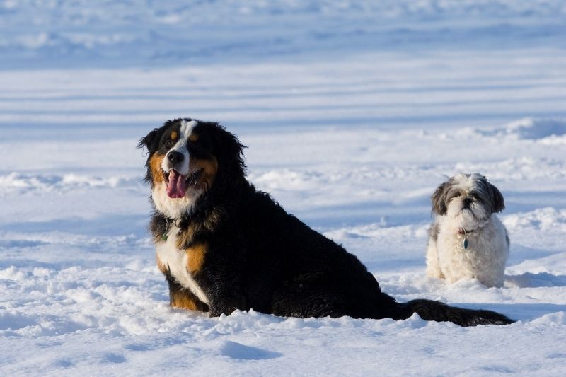 protection coussinet chien neige