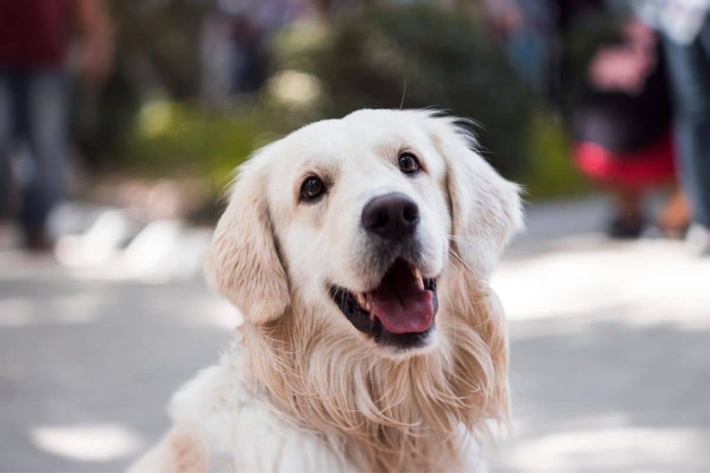 puberté chien
