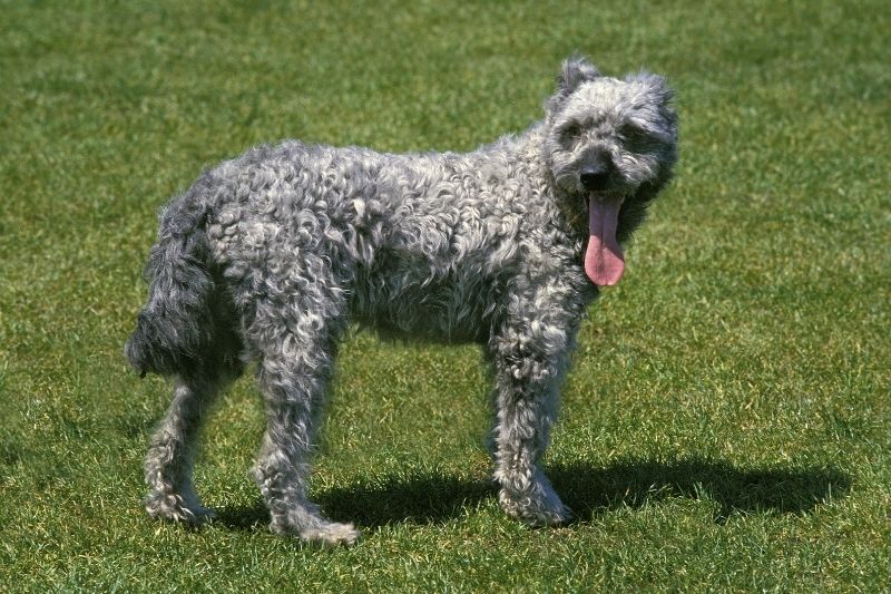 pumi grey dog