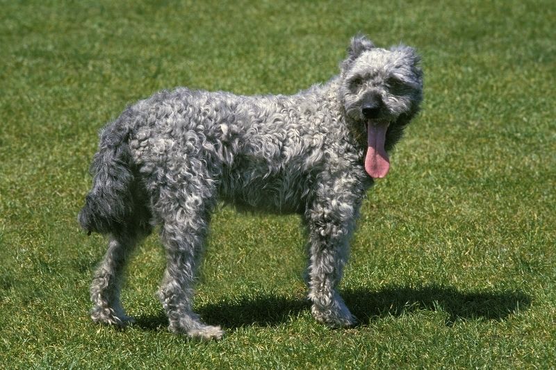 pumi perro gris