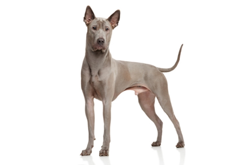 thai ridgeback dog