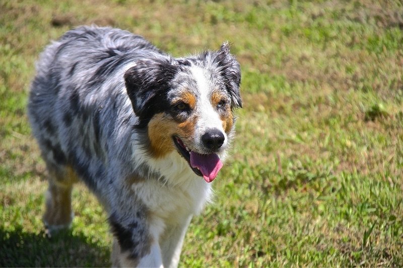 tricolored blue merle australian shepherd