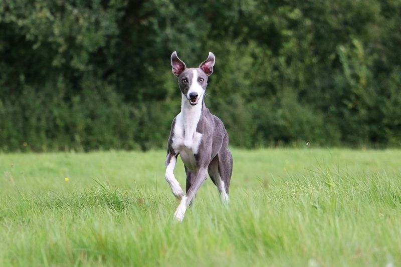 whippet gris chien