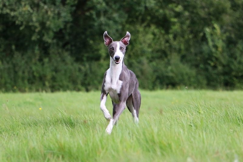 whippet