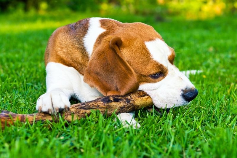 why do dogs carry sticks