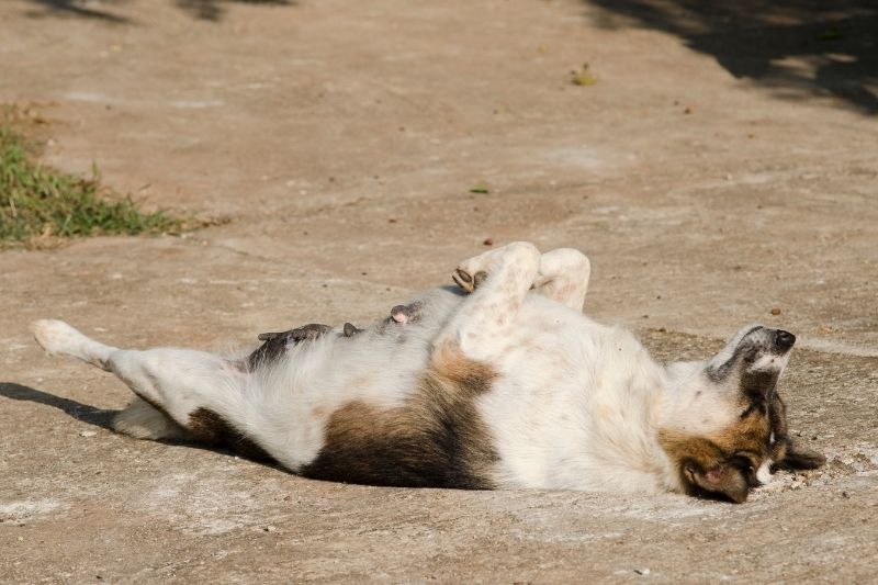 Why do dogs sleep on their back?