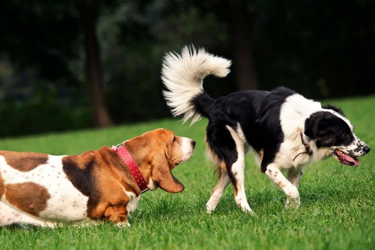 why do dogs smell each others butts