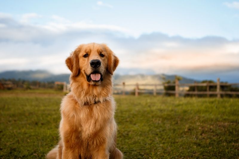 yellow lab vs golden retriever