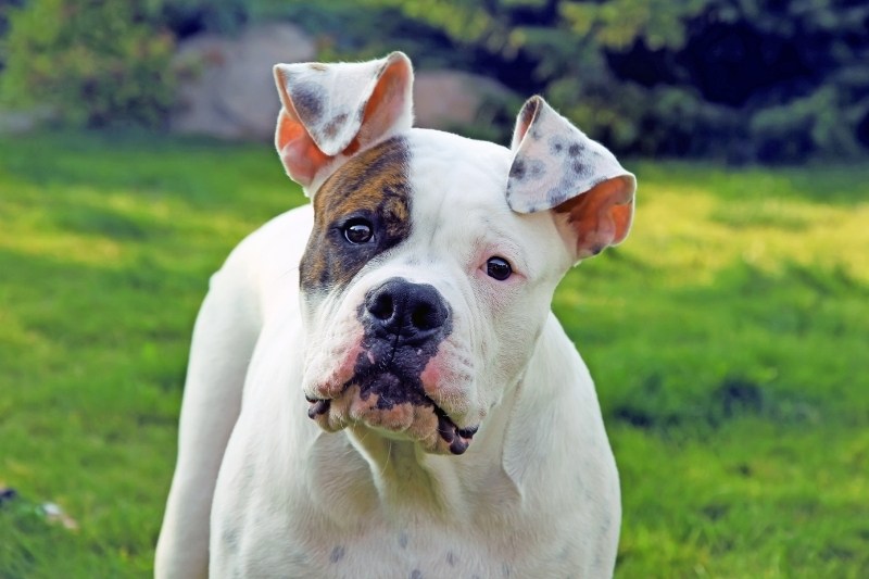 american bulldog portrait