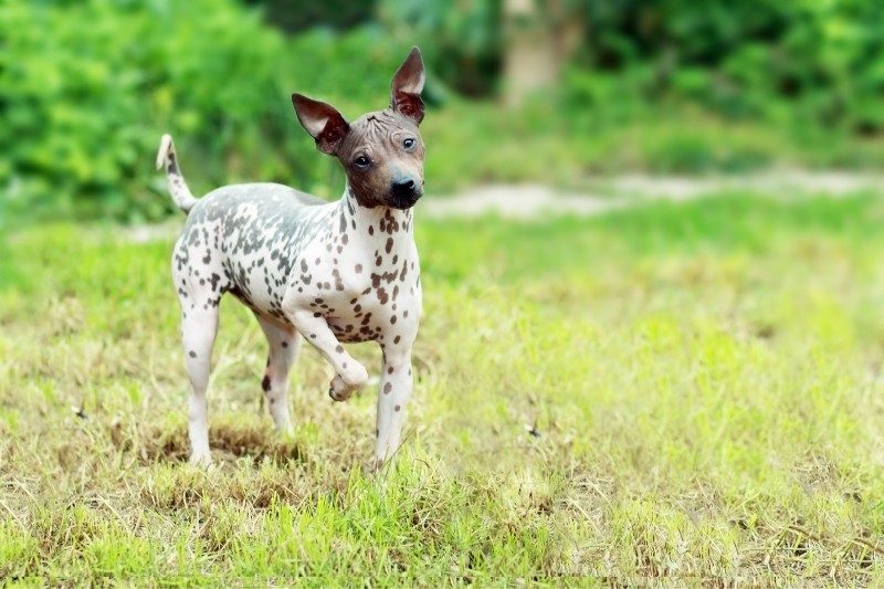 american hairless terrier walking in field