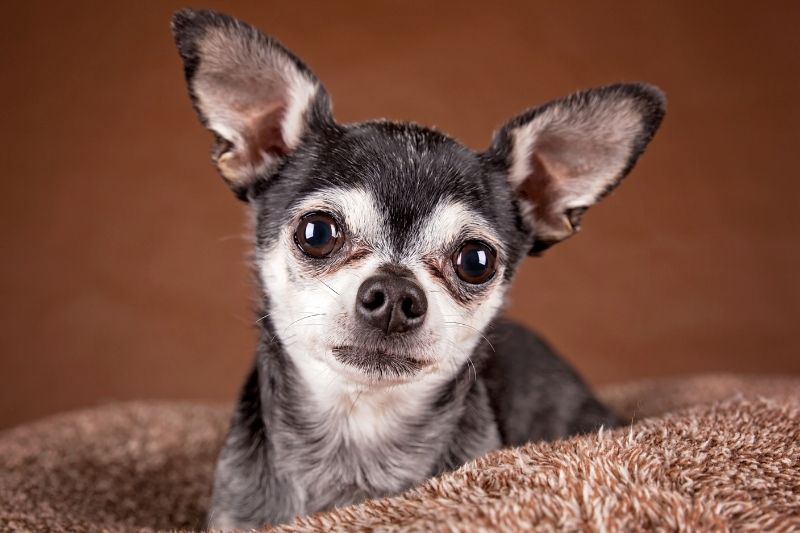 Głowa jabłka chihuahua