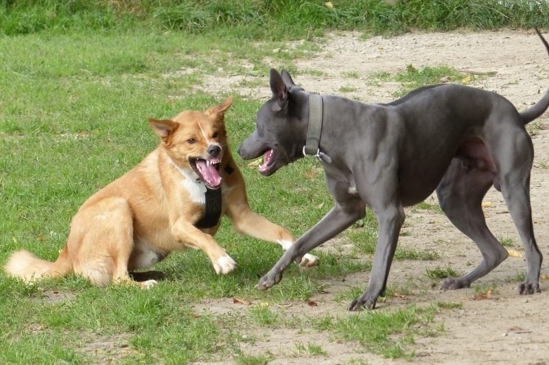 are my dogs playing or fighting