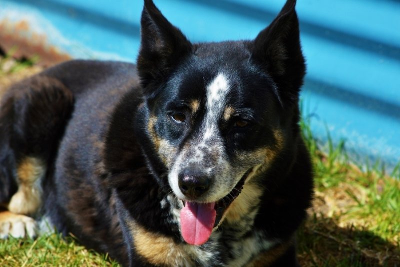 australian cattle dog green grass