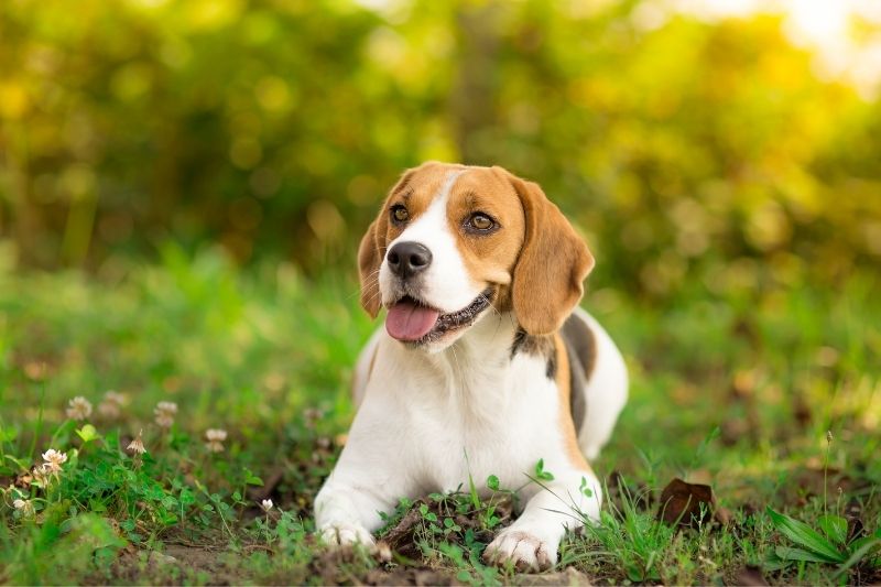 beagle tumbado con fondo borroso