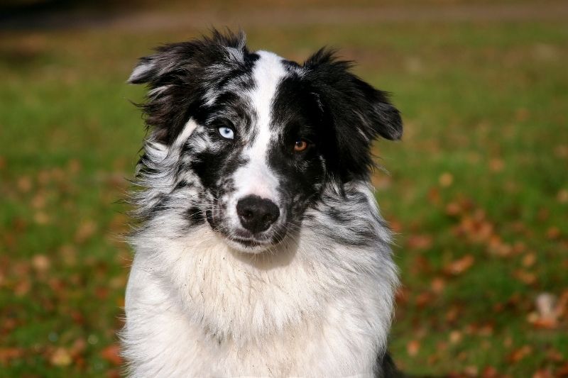 black and white spotted dog australian shepherd