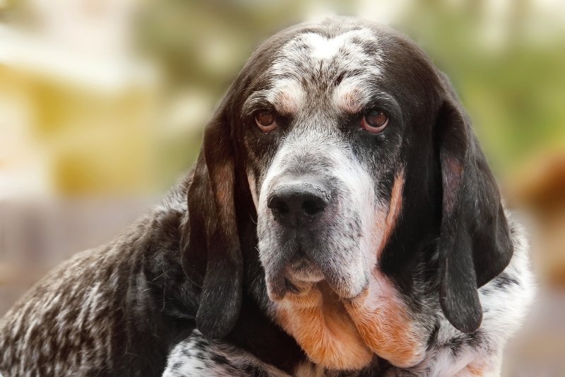 bluetick coonhound blurry background