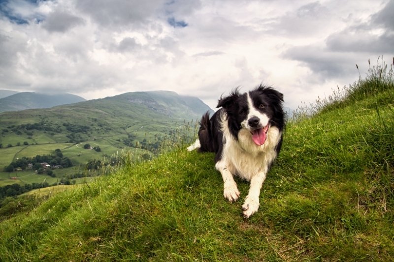 border collie montaña