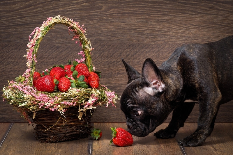 bouledogue français avec une fraise