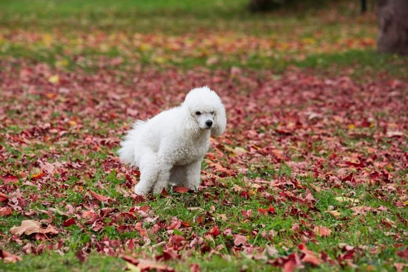 cacas cachorro