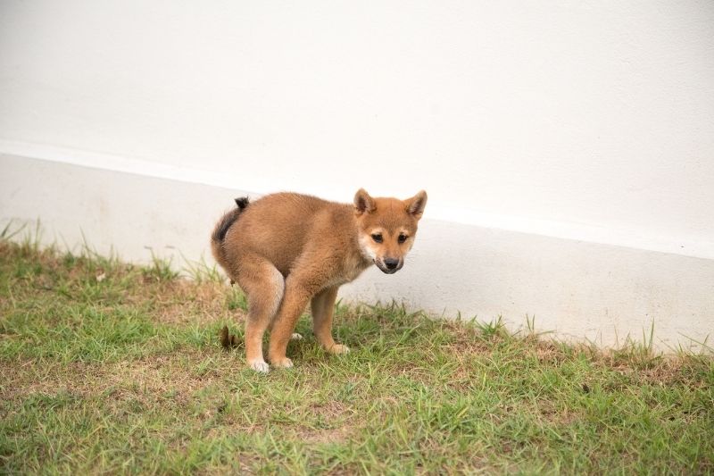 cachorro hace mucha caca