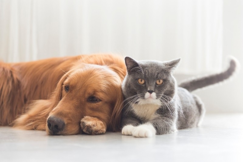 How to introduce a cat to a dog and a dog to a cat?