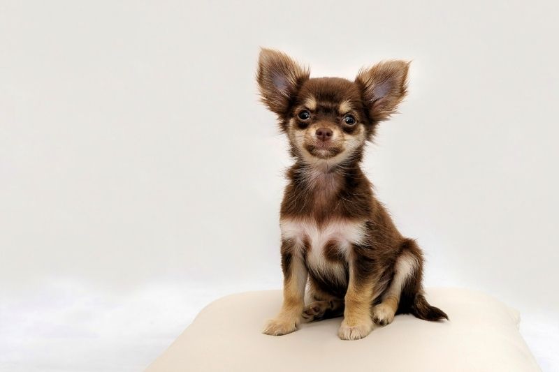 chihuahua spotted dog breed