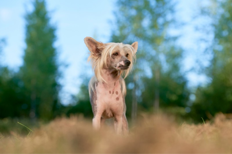 chinese crested dog standing in field