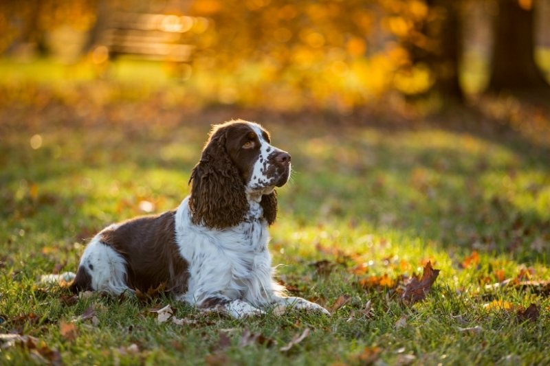 cocker spaniel spotted dog breeds