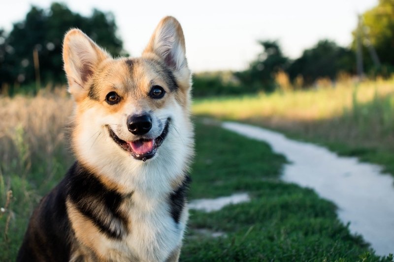 corgi con carretera detrás