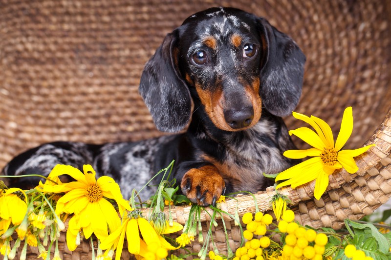dachshund with flowers