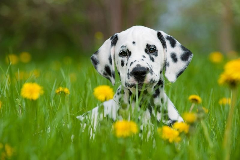 dálmata en un campo de flores