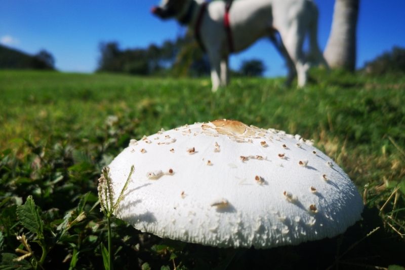 danger champignon chien