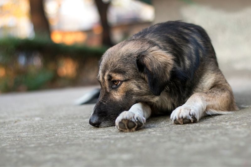 Do dogs grieve another dog’s or human’s death?