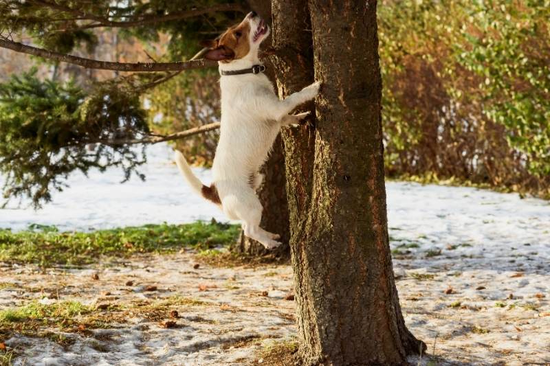 dog chasing squirrels