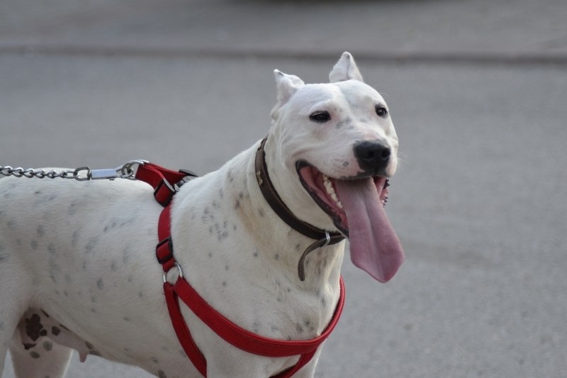 dogo argentino con lengua sacada